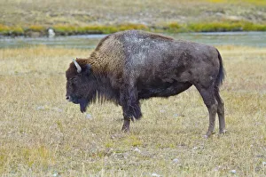 Images Dated 23rd September 2017: USA, Wyoming, Yellowstone National Park. Bison along Fountain Flat Drive