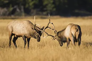 USA, Wyoming, Yellowstone National Park, two young bull elk spar in the autumn grasses