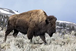 Images Dated 22nd February 2017: Usa, Wyoming, Yellowstone National Park. Bison walking through the sage and rocky terrain