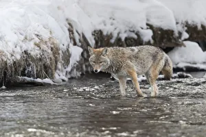 Usa, Wyoming, Yellowstone National Park. Coyote standing in the Madison River waiting