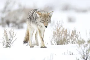 Images Dated 17th March 2018: Usa, Wyoming, Yellowstone National Park. Portrait of a coyote in sage and snow