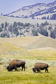 Landscape Prints: USA, Wyoming, Yellowstone National Park. Two buffalos in grassy field. Credit as