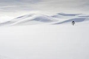 Lone Tree Prints: USA, Wyoming, Yellowstone National Park, winter, lone tree