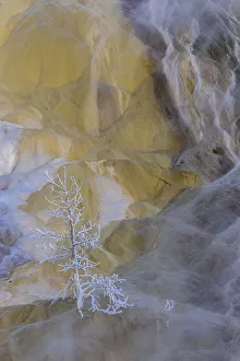 Places Collection: USA, Wyoming, Yellowstone National Park. Mammoth Hot Springs and frosted tree. Credit as