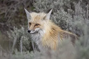 USA, Wyoming, Yellowstone National Park. Red Fox (Vulpes vulpes) framed by sage brush