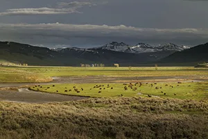 USA, Wyoming, Yellowstone National Park. Bison herd in Lamar Valley