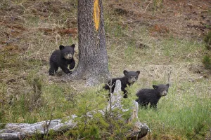 USA, Wyoming, Yellowstone National Park. Three black bear cubs and pine tree. Credit as
