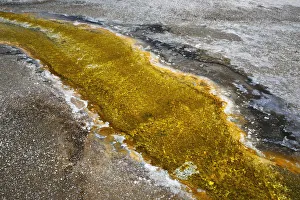 Images Dated 1st May 2019: USA, Wyoming, Yellowstone National Park. Algal bloom at Biscuit Basin