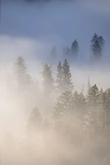USA, Wyoming, Yellowstone National Park. Cold morning creates a fog above the Yellowstone River
