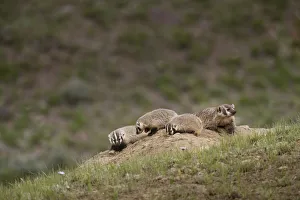 USA, Wyoming, Yellowstone National Park. Badger kits and mother outside den. Credit as