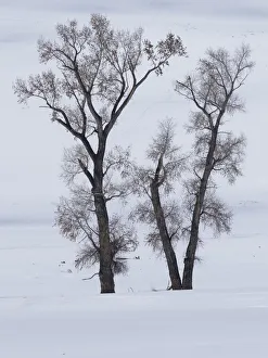 Images Dated 30th March 2020: Usa, Wyoming, Yellowstone National Park. Lamar Valley, cottonwood trees in snow