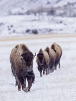Images Dated 30th March 2020: Usa, Wyoming, Yellowstone National Park. Lamar Valley, bison in field of snow