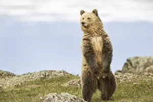 USA, Wyoming, Yellowstone National Park. Grizzly bear sniffing air while standing