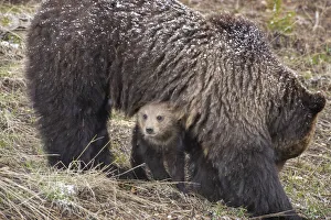 Images Dated 23rd June 2019: USA, Wyoming, Yellowstone National Park. Grizzly bear cub sheltering under mother