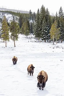 USA, Wyoming, Yellowstone National Park. Bison walking in snow