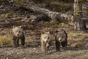 Images Dated 26th June 2019: USA, Wyoming, Yellowstone National Park. Three grizzly bear cubs