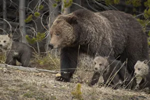 Images Dated 26th June 2019: USA, Wyoming, Yellowstone National Park. Grizzly bear sow with cubs in spring