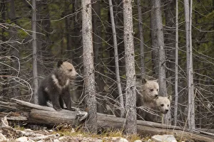 Images Dated 24th June 2019: USA, Wyoming, Yellowstone National Park. Three grizzly bear cubs