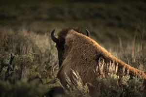 Images Dated 3rd April 2020: USA, Wyoming, Yellowstone National Park. Bison resting at sunset