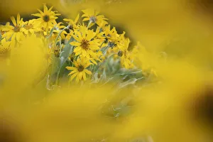 Images Dated 26th August 2020: USA, Wyoming, Yellowstone National Park. Rydbergs arnica flower close-up