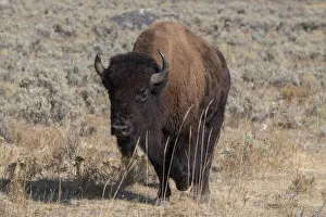 USA, Wyoming, Yellowstone National Park, Lamar Valley. American bison