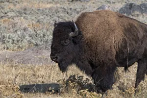 Images Dated 1st February 2021: USA, Wyoming, Yellowstone National Park, Lamar Valley. Male American bison