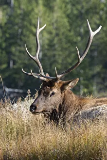 Mature Prints: USA, Wyoming, Yellowstone National Park, Madison, Madison River. Male North American elk