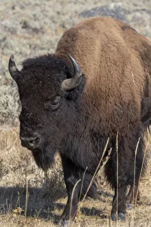 USA, Wyoming, Yellowstone National Park, Lamar Valley. Male American bison