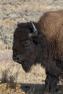 USA, Wyoming, Yellowstone National Park, Lamar Valley. Male American bison