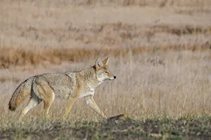USA, Wyoming, Yellowstone National Park, Biscuit Basin. Coyote