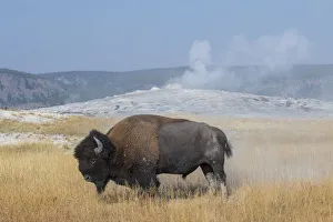 USA, Wyoming, Yellowstone National Park, Upper Geyser Basin