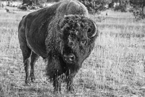 Images Dated 27th April 2021: USA, Wyoming, Yellowstone National Park, Upper Geyser Basin