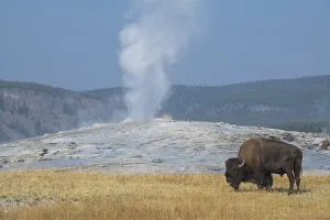 Images Dated 23rd January 2021: USA, Wyoming, Yellowstone National Park, Upper Geyser Basin