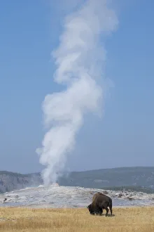 USA, Wyoming, Yellowstone National Park, Upper Geyser Basin