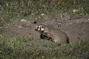 Images Dated 4th July 2021: USA, Wyoming, Yellowstone National Park. American badger female at den site