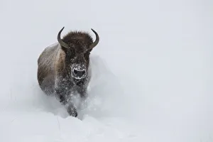 Images Dated 16th March 2021: USA, Wyoming, Yellowstone National Park. Lone bull bison running in deep snow