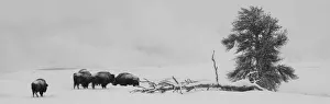 Images Dated 8th February 2022: USA, Wyoming, Yellowstone National Park. Bison herd in snow
