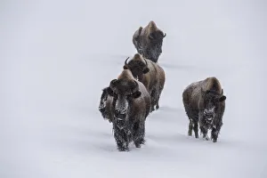 Images Dated 7th April 2021: USA, Wyoming, Yellowstone National Park. Bison herd in the snow