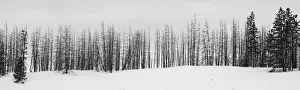 Images Dated 8th February 2022: USA, Wyoming, Yellowstone National Park. Winter line of trees