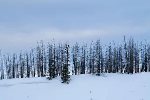 Images Dated 5th December 2021: USA, Wyoming, Yellowstone National Park. Winter line of trees