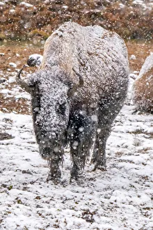 Images Dated 19th December 2022: USA, Wyoming, Yellowstone National Park. Bison in falling snow