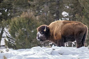 Images Dated 19th December 2022: USA, Wyoming, Yellowstone National Park. Bison eating in snow