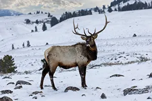 USA, Wyoming, Yellowstone National Park. Lone bull elk in snow
