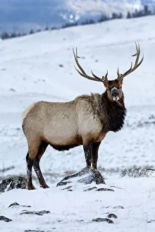 Images Dated 13th June 2022: USA, Wyoming, Yellowstone National Park. Lone bull elk in snow
