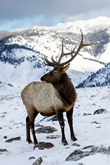 Images Dated 13th June 2022: USA, Wyoming, Yellowstone National Park. Lone bull elk in snow