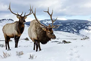 Images Dated 13th June 2022: USA, Wyoming, Yellowstone National Park. Pair of bull elk in snow