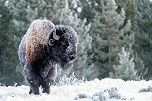 Images Dated 7th November 2021: USA, Wyoming, Yellowstone National Park