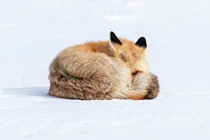 Coat Prints: USA, Wyoming, Yellowstone National Park