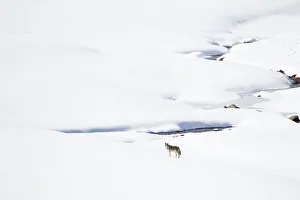 Lamar Valley Prints: USA, Wyoming, Yellowstone National Park