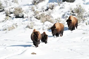 Images Dated 7th November 2021: USA, Wyoming, Yellowstone National Park